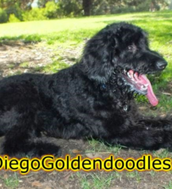 San Diego Goldendoodles